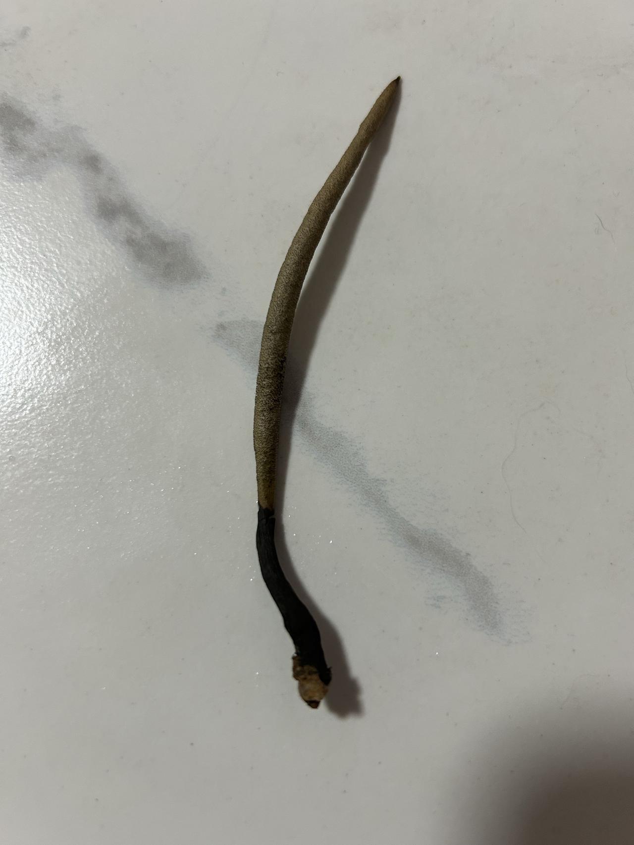 这是什么东西？长在小区小树林里的，和蘑菇一样，数量还不少野外神秘物 [思考][思