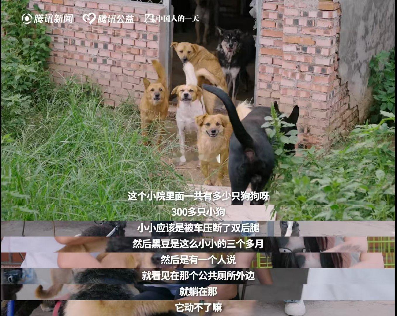 于文文呼吁不要残忍抛弃宠物小动物满心奔赴人类，换来的却是被遗弃，于文文看见一线救