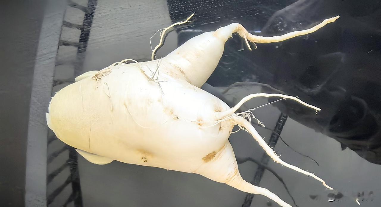 分享一张最近随手拍的照片这是今天的收获。生长期3个月。是不是最接地的烟火。冬日随