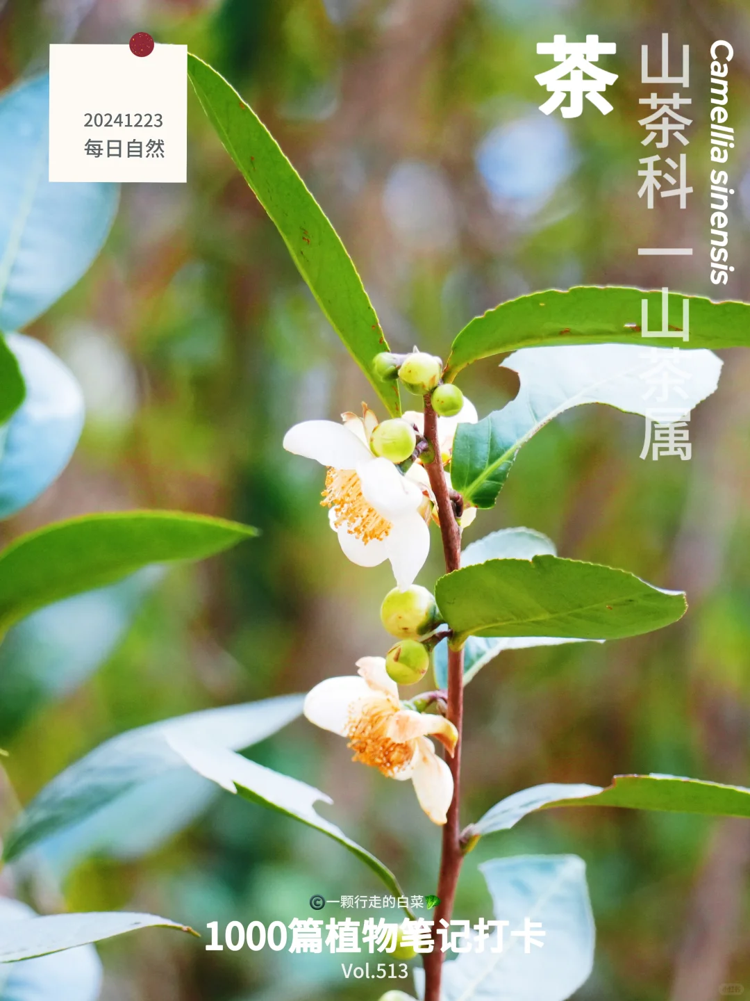 植物笔记513｜茶米茶米，原来花开长这样