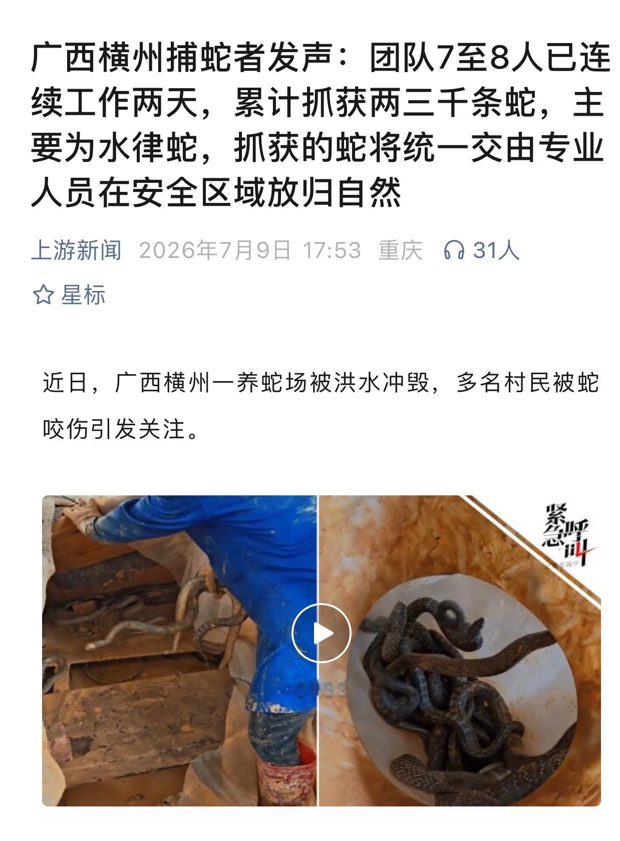 广西捕蛇者称累计抓获两三千条蛇暂时不要放归自然，洪水还没退去呢！蛇🐍数量太多了