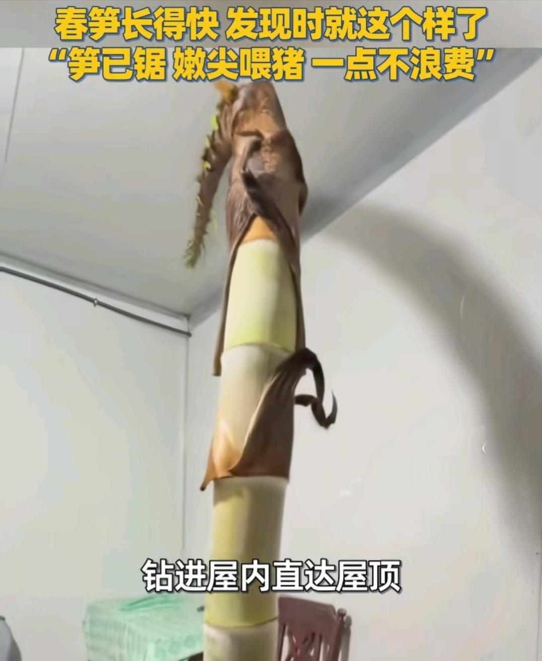 “绝了！这要是晚来几天，怕不是要把房顶给掀了……”浙江温州乐清市智仁乡，一间闲置