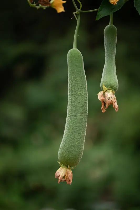 怎样才能让丝瓜长的好呢？
（一），选地点，一般可选择在围墙边，或猪圈旁以及屋后檐