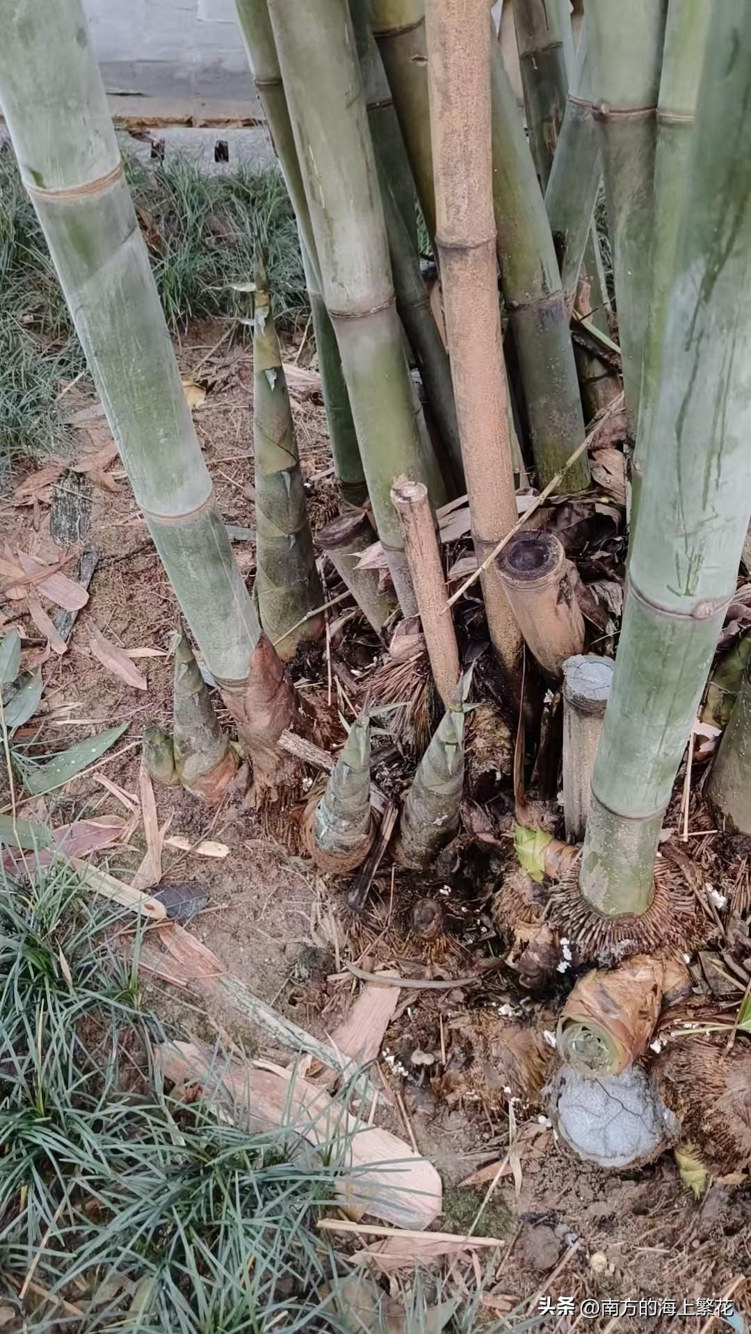 夏日生活打卡季 今天，我和妈妈聊天，我问老妈，什么时候小暑，老妈说小暑一到，农民