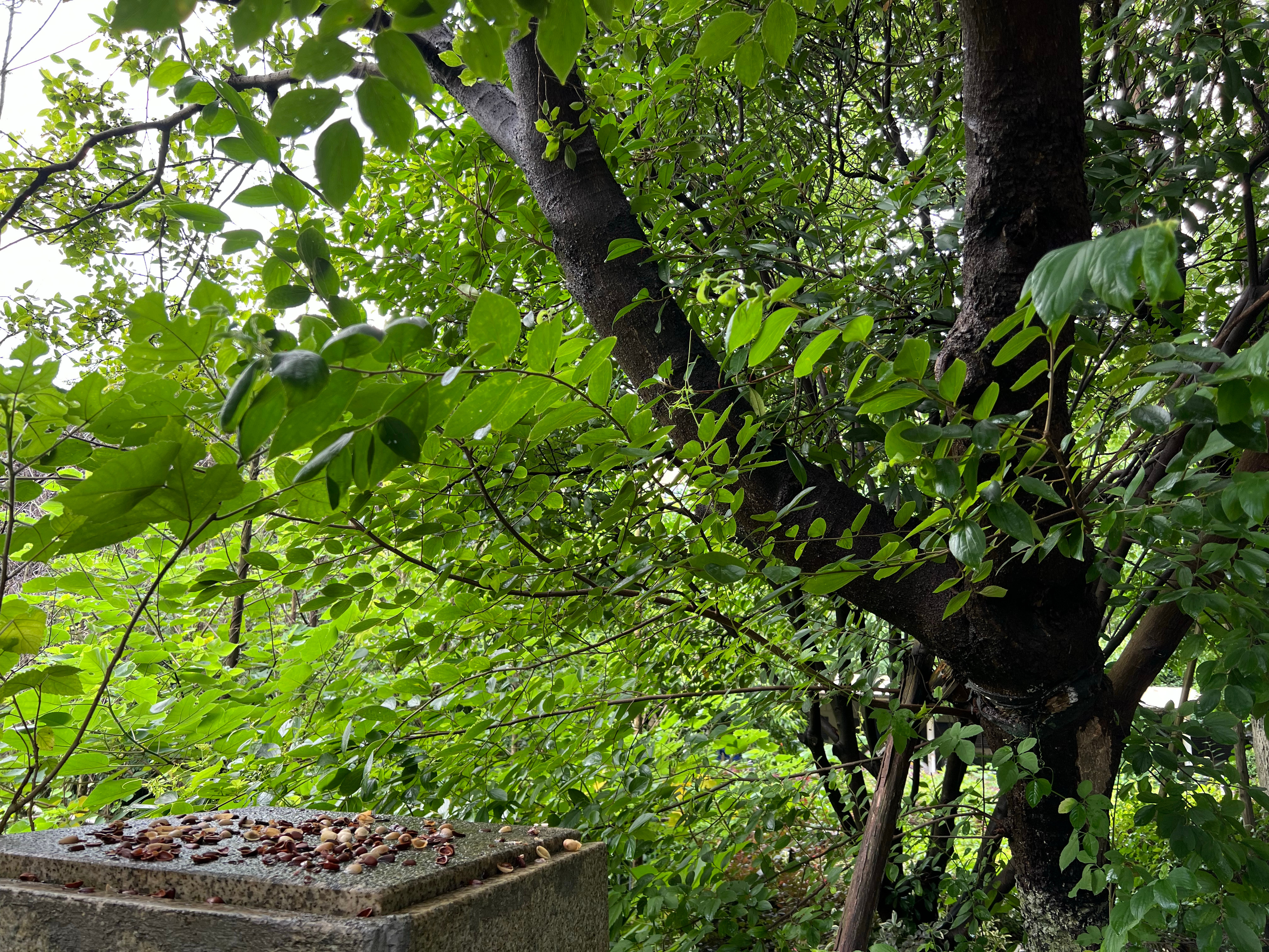 清晨，我去小树林给松鼠送餐。林间刚下过雨，到处都湿漉漉的。我轻声唤了几声松鼠，它