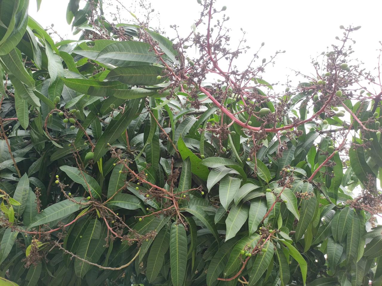 路过芒果树，惊觉枝头已悬着青涩小果。生命总在不经意间萌芽，在时光中沉淀出独有的甜