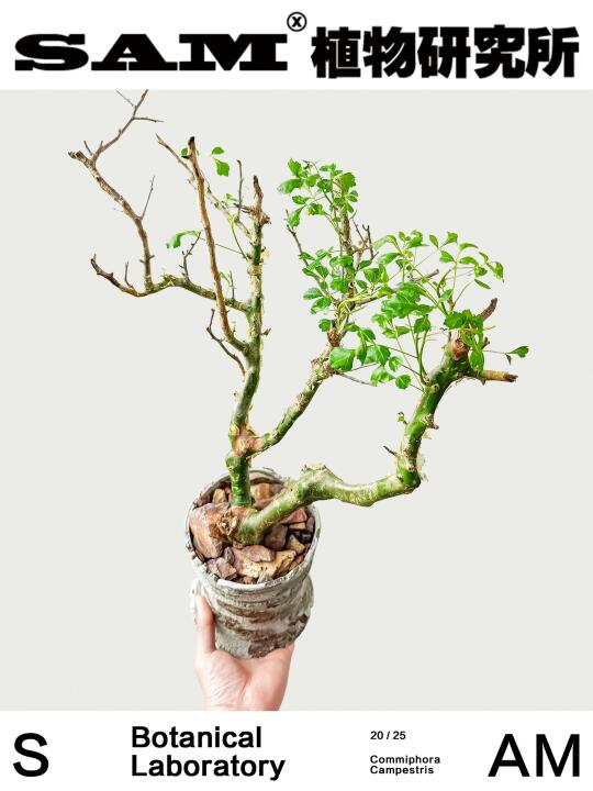 卡派翠斯｜Commiphora Campestris