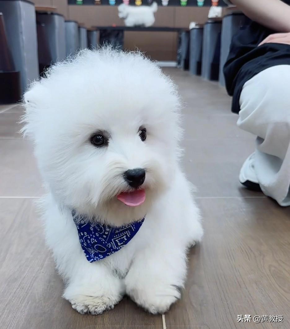 请教下
如果养一只小狗的话
喂养成本
时间成本大不大？