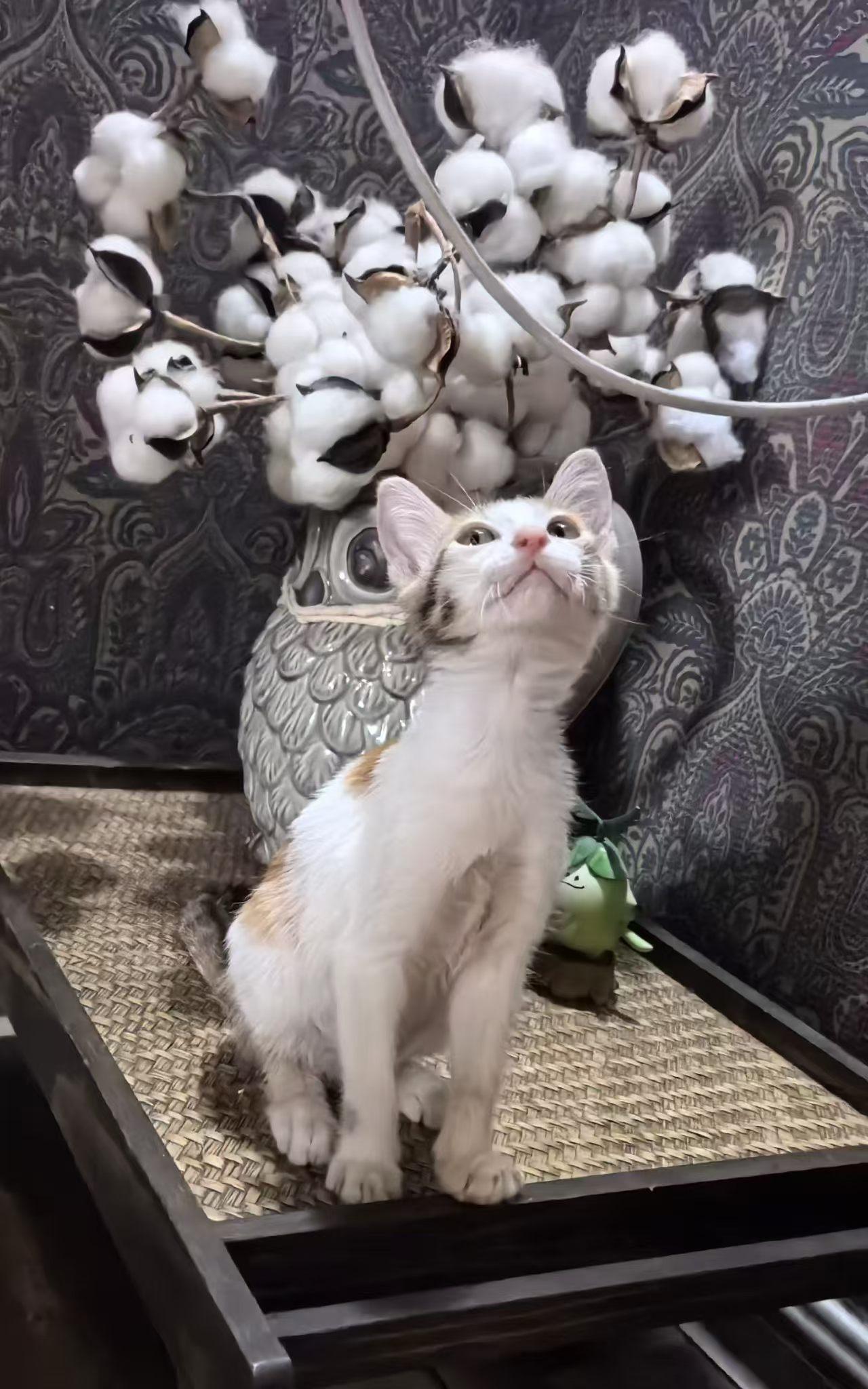 珠海救助的流浪猫寻找爱心领养

宠物品种:三花
宠物名 ：小核桃
性别 ：母
年