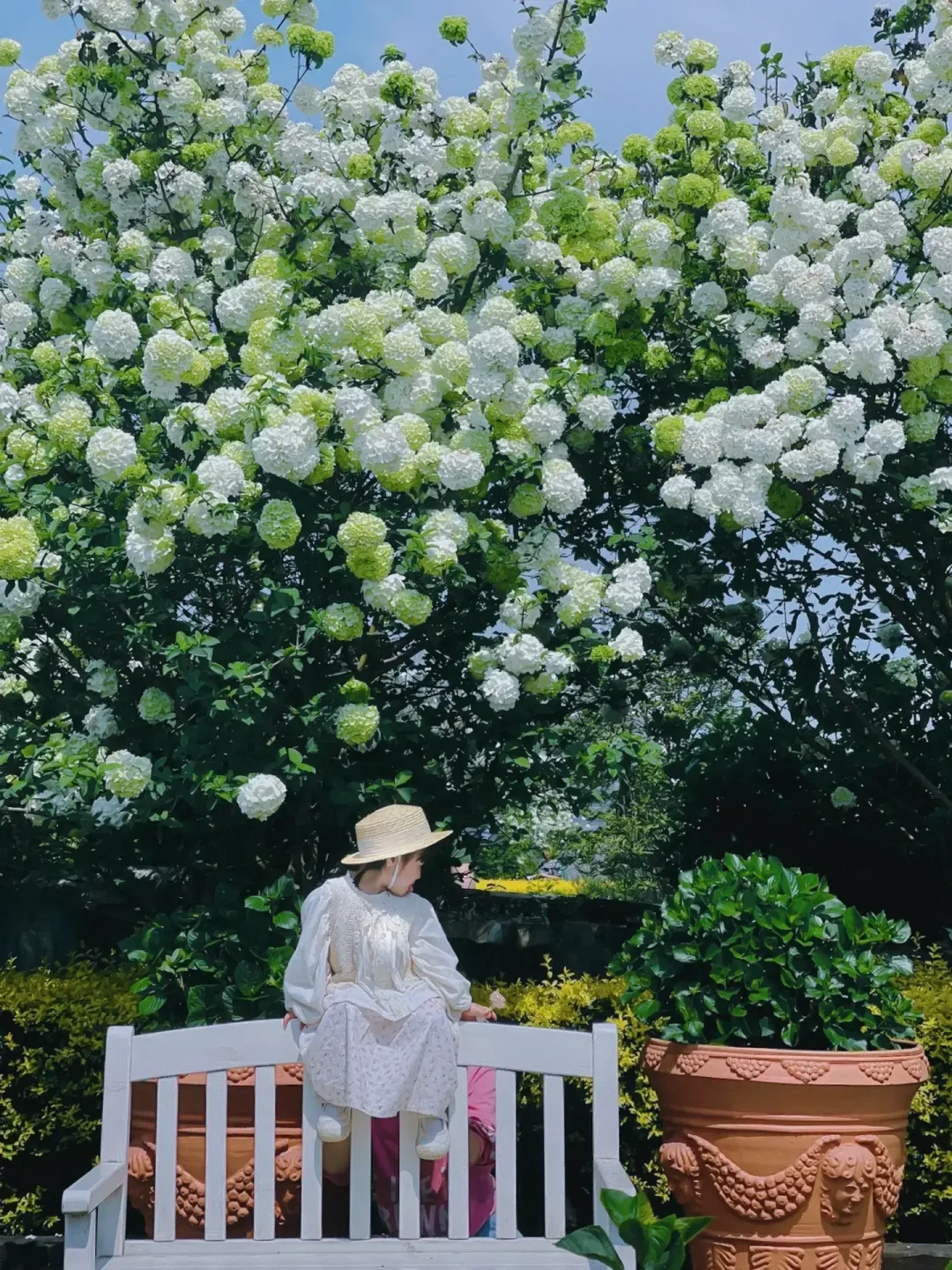 成都遛娃✅｜海蒂和噜噜花园的绣球花开好啦~