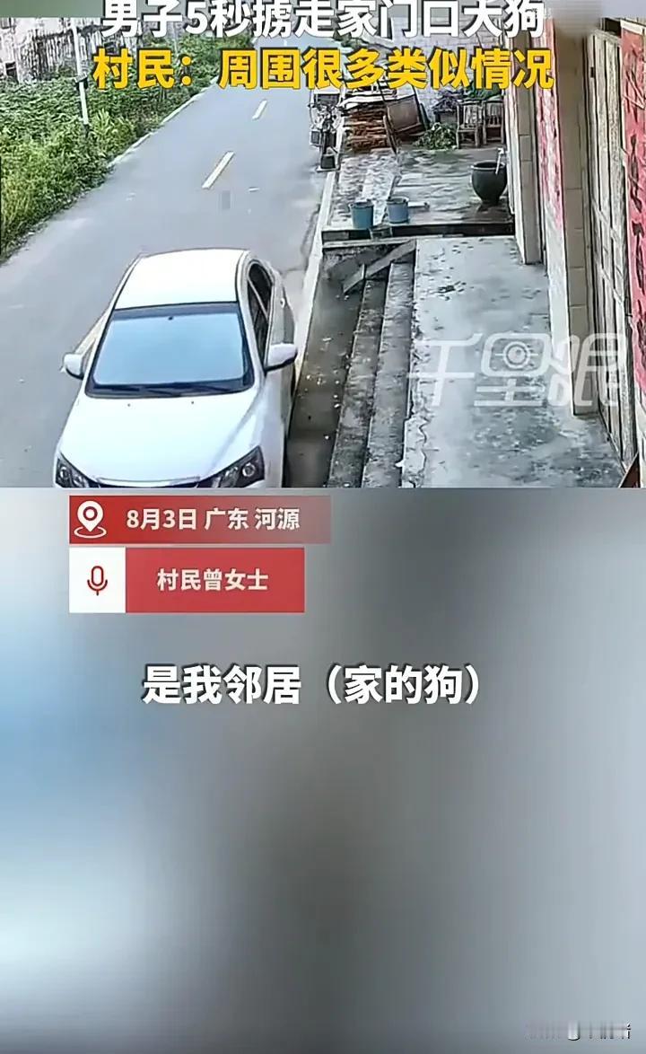 卑劣的偷狗贼！8月3日，广东河源一名女子发视频称，邻居家的小狗正坐在门口休息时，
