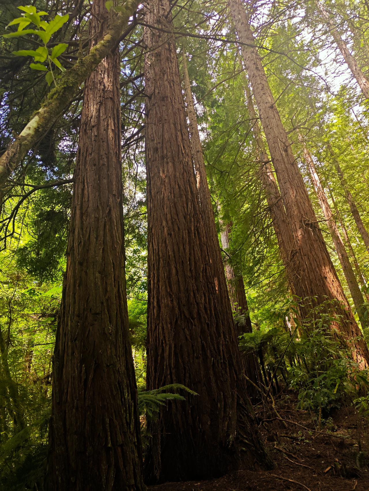红杉林之美

罗托鲁瓦的红树林很有名，女儿说带我们进去徒步……

来到此处，让我