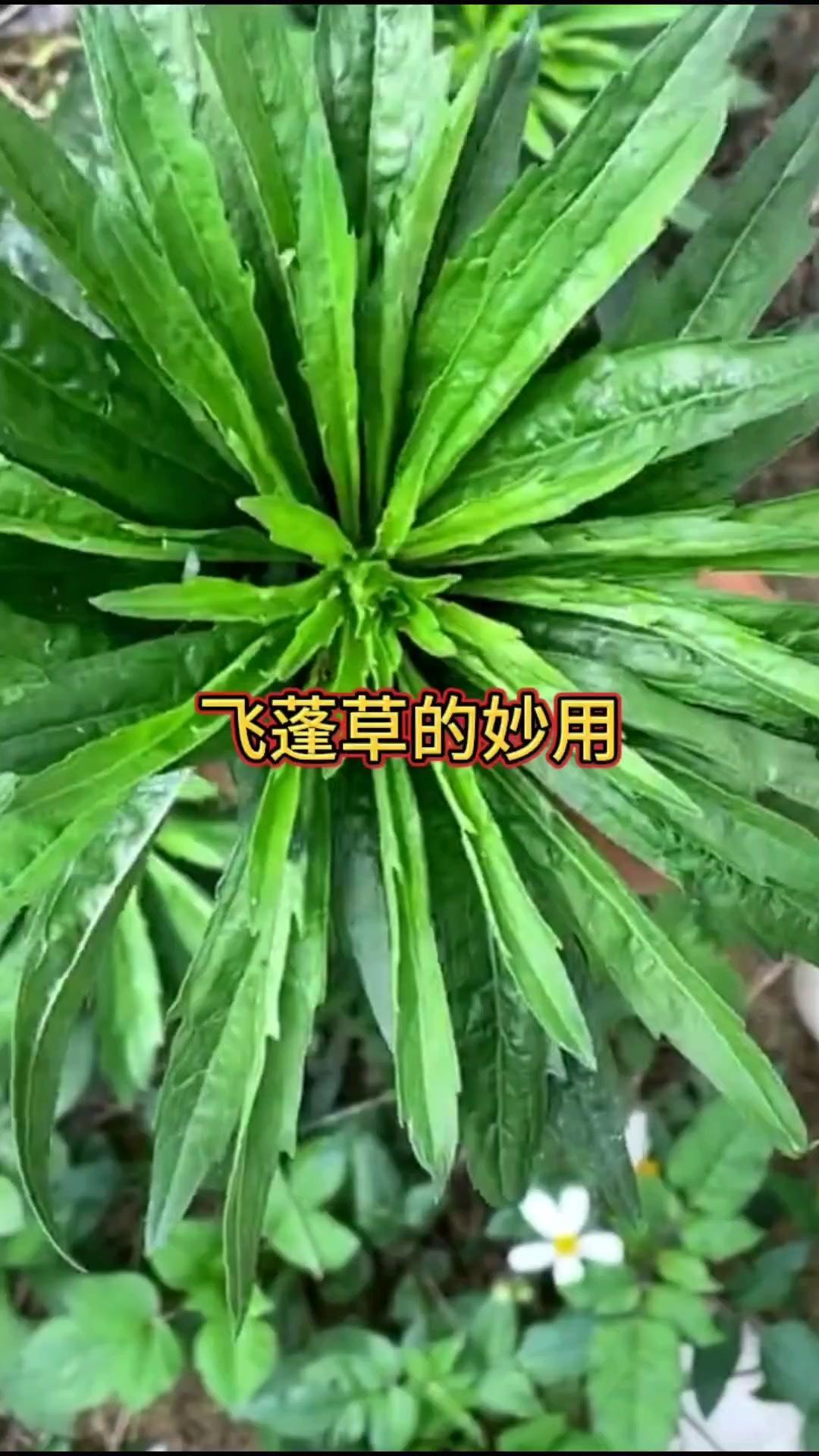 ✨飞蓬草，又叫嗷嗷叫，不要小瞧它，生活中有两个小妙用。

1️⃣炎炎夏日，摘些新