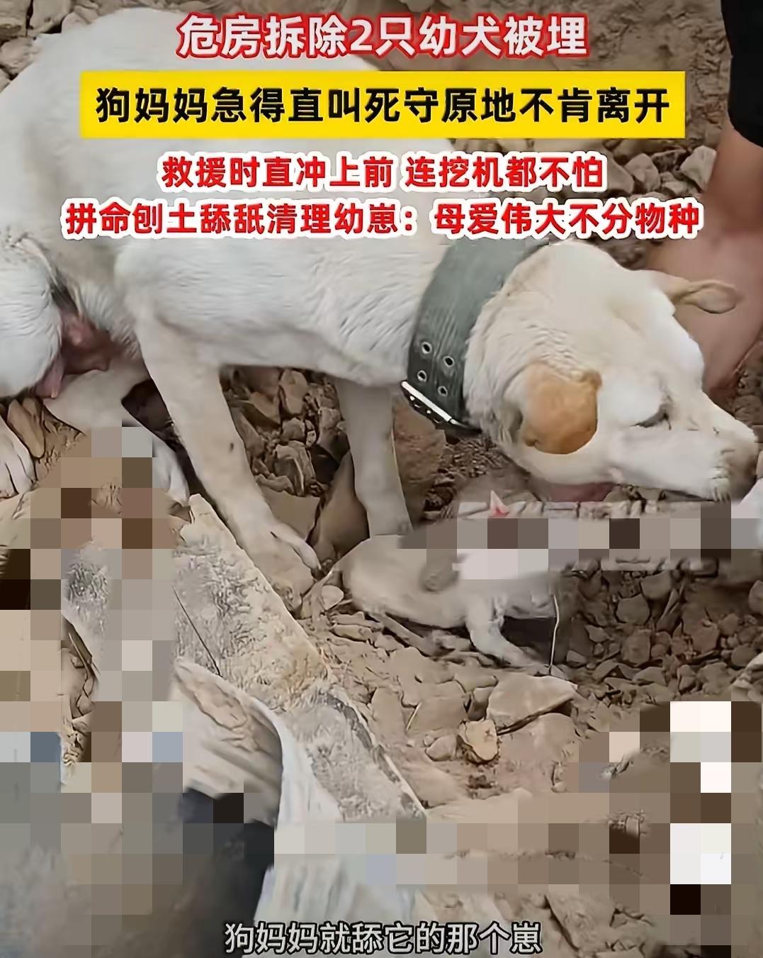 谁懂啊，这一刻才明白母爱是所有生命与生俱来的铠甲。
 
        很多人总