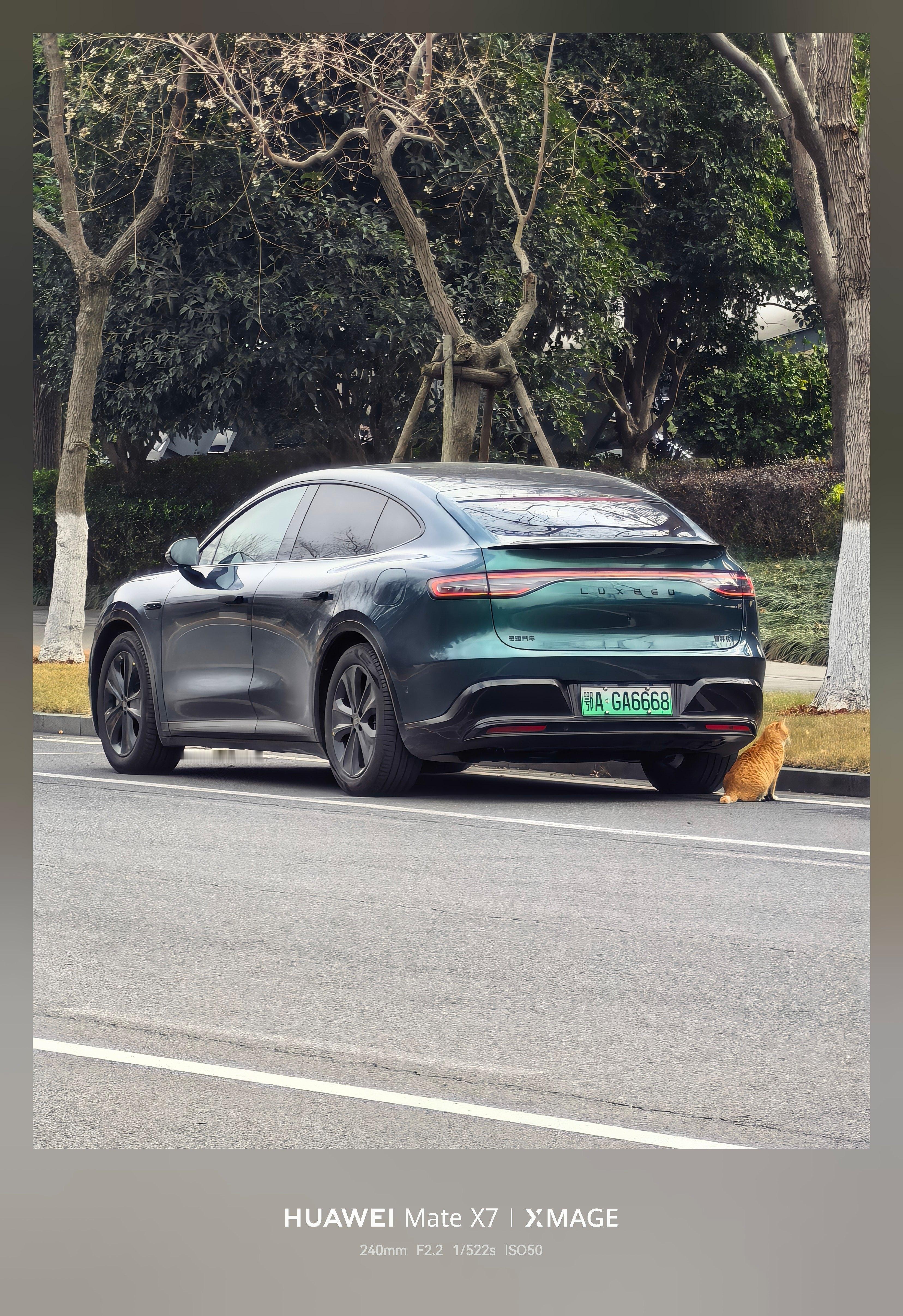 出来外拍，猫猫一直跟着我们车走