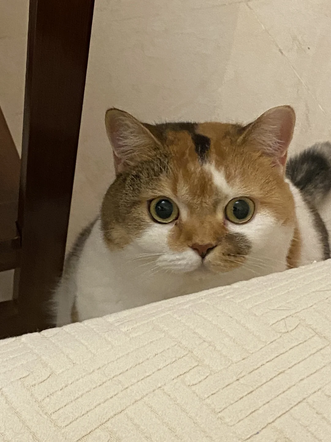 小猫咪是芝麻蛋黄莲蓉味的～
