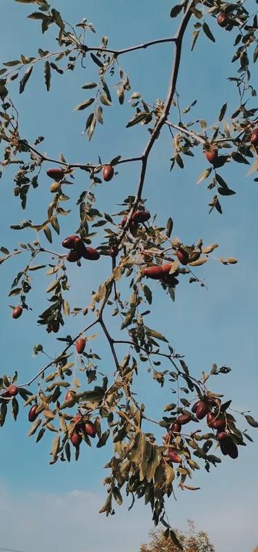 1.人生的道路虽然漫长，但在紧要处，常常只有几步。 史铁生
2.我的院子里有两棵