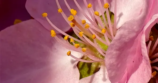 机圈远摄之王！vivo X200 Ultra 70倍长焦样张出炉：细节震撼