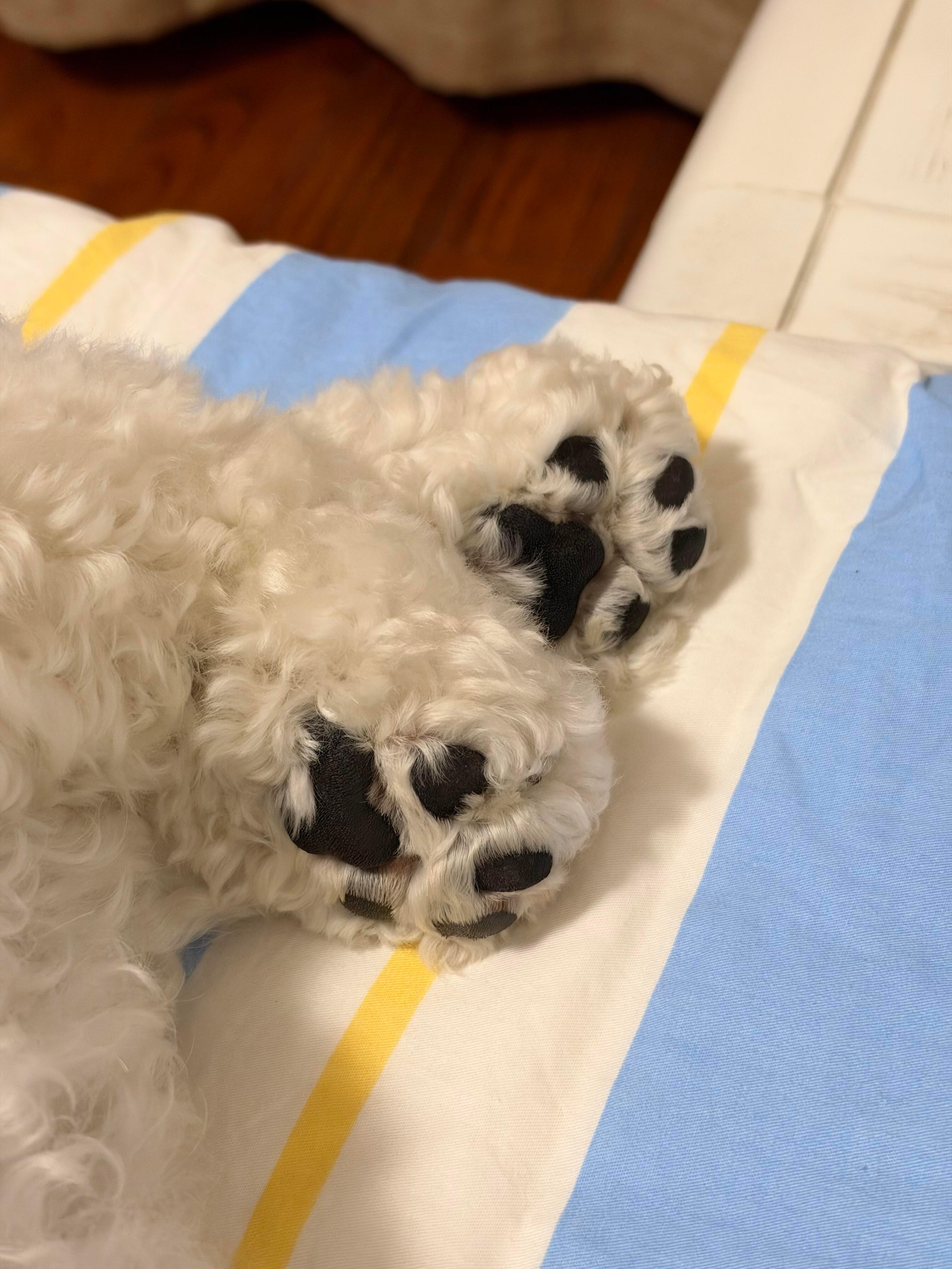 🐾 ​​​