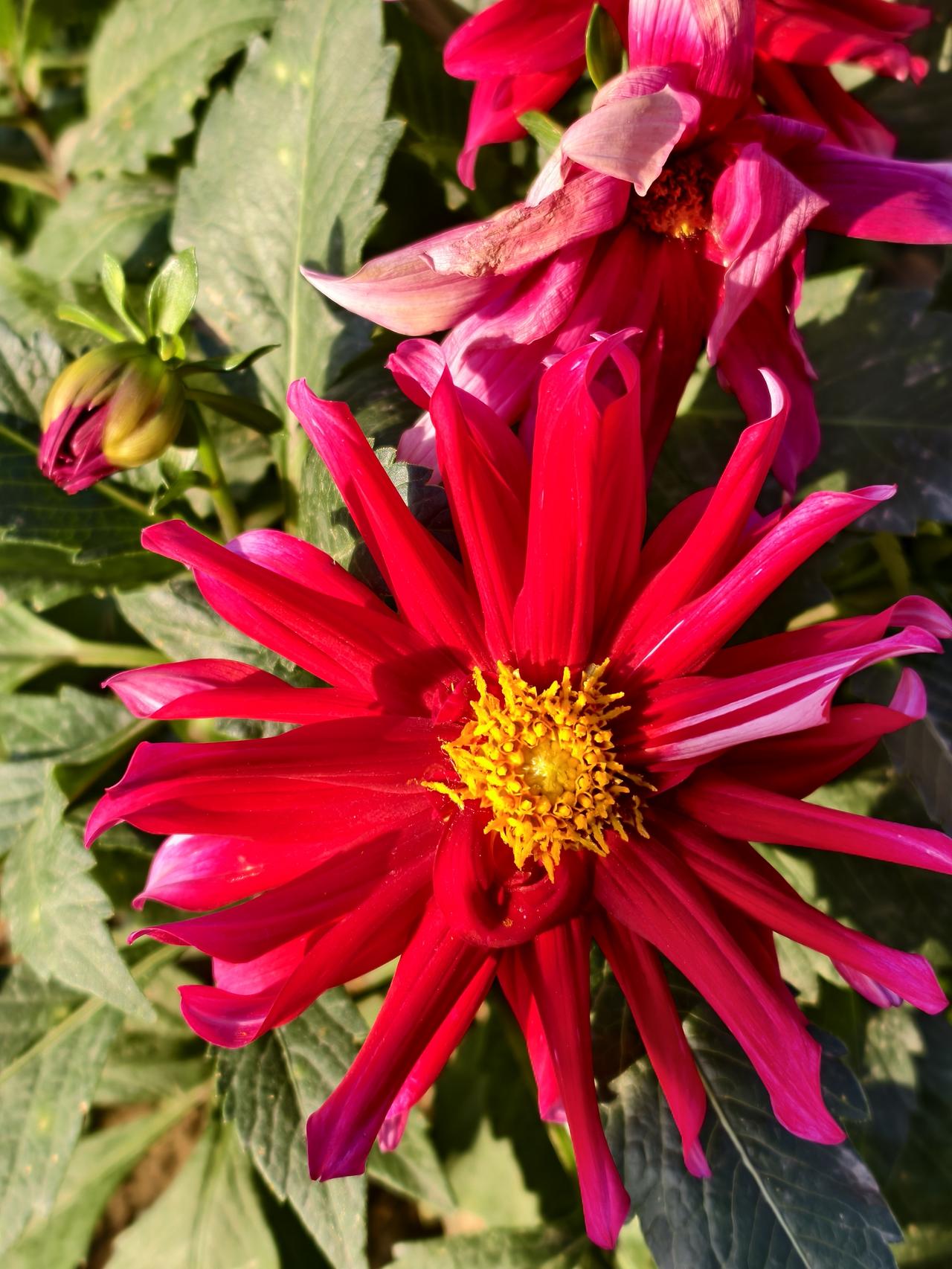 花朵之美无法用语言表达，无论是什么品种的花，只要是盛开的季节，有幸看到你就会被它