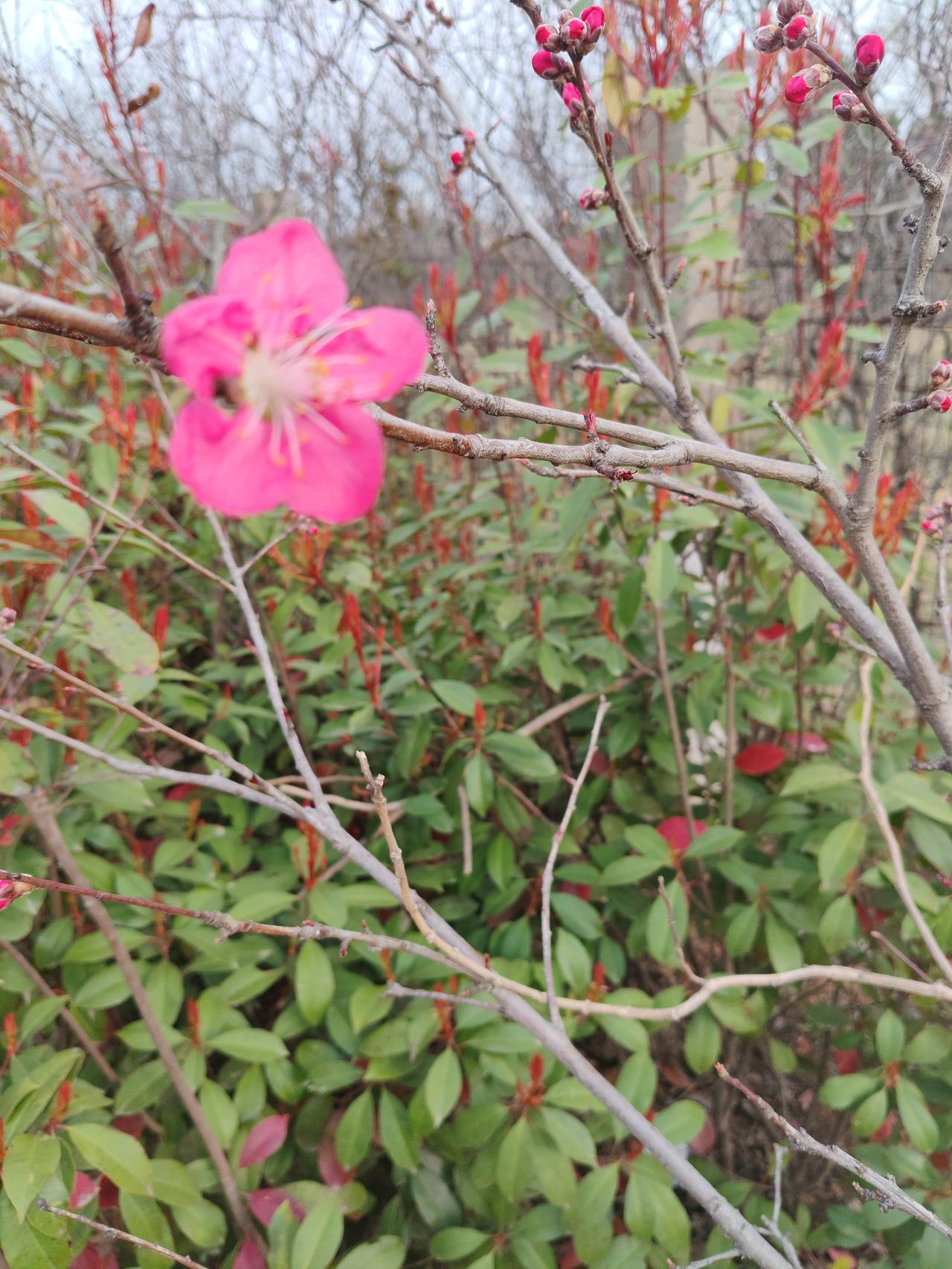 🌸 春日桃花随感
 
这朵粉嫩嫩的桃花，在枯枝和绿叶间开得格外亮眼，像个小太阳