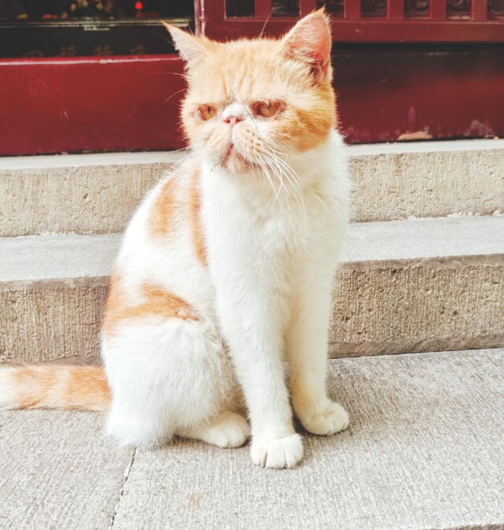 2025微博年度网红动物 去西园寺散心，刚踏上大殿的石阶，就撞见这只橘白猫正端坐