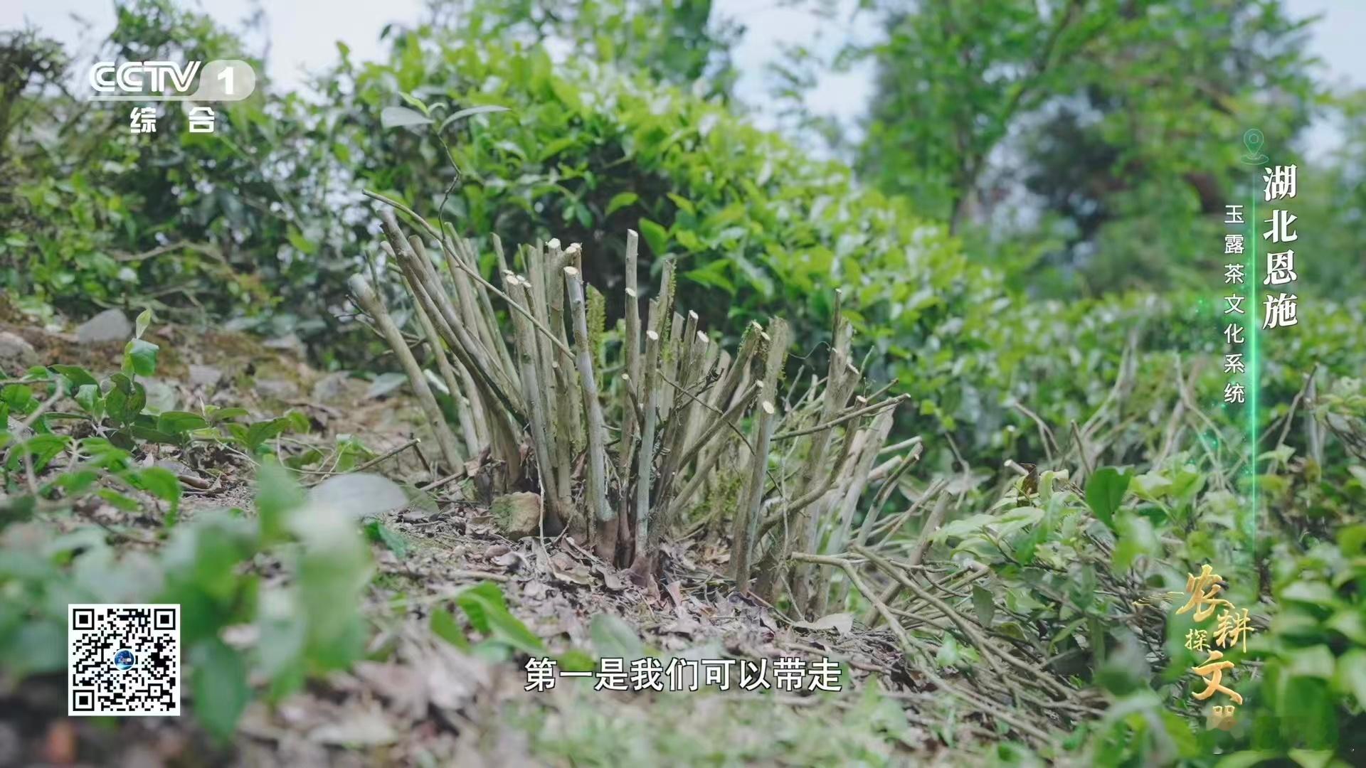 茶树也有自己的Tony老师茶农根据茶树的生长情况，灵活选择轻修或深修，既保证了茶