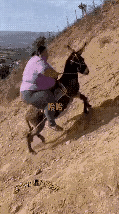 又是ai的杰作，现实生活中绝对不可能的事。

毛驴：这家伙也太肥了，驼这家伙上山