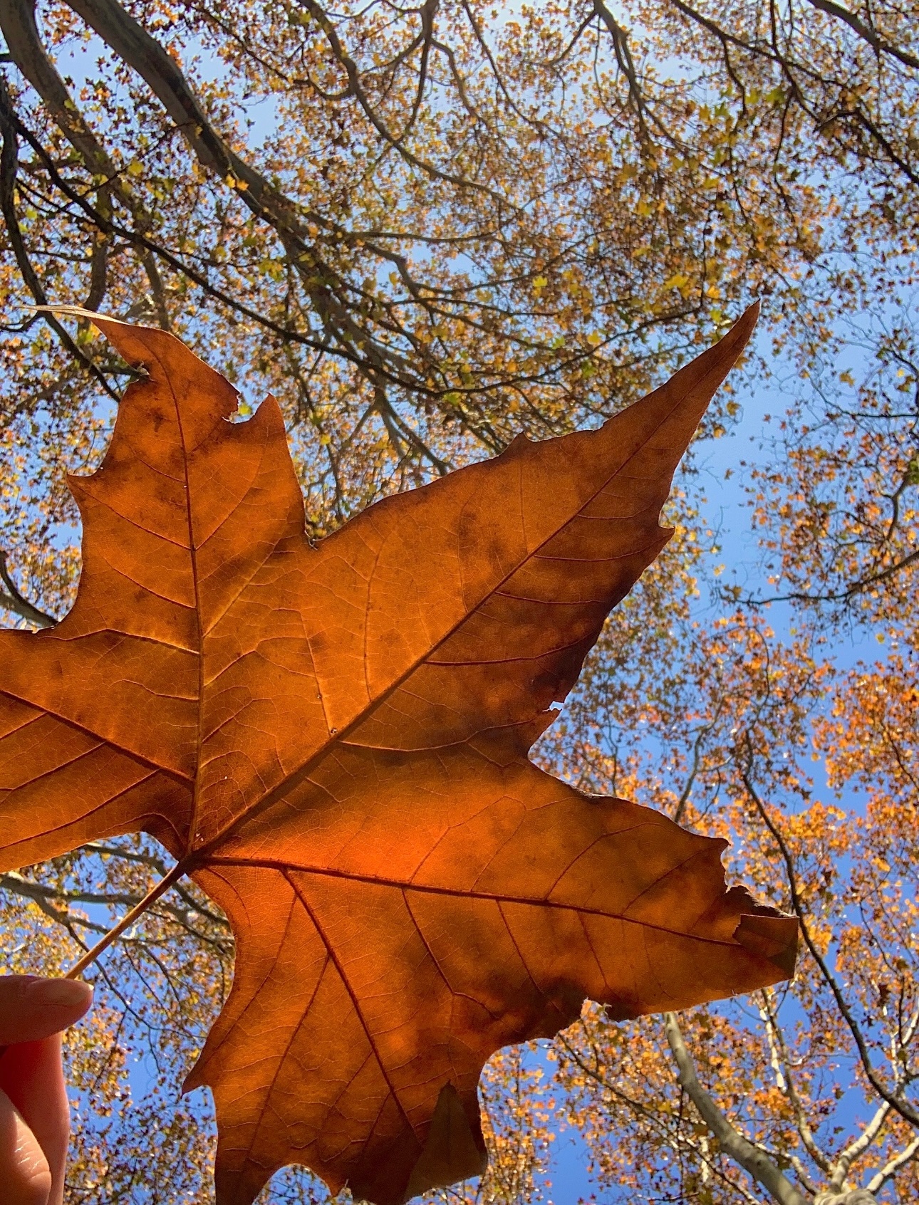 秋天真的太短暂了🍂  ​ ​​​