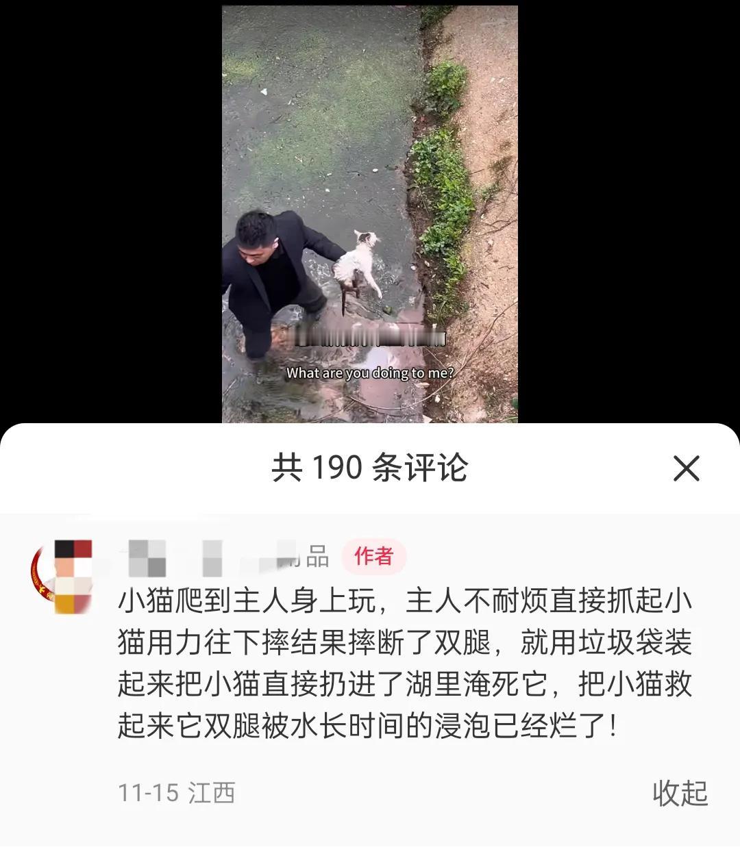 河道里发现了一只被断了腿的小猫，是被装在塑料袋里丢到河边了，看起来小猫就要死了。