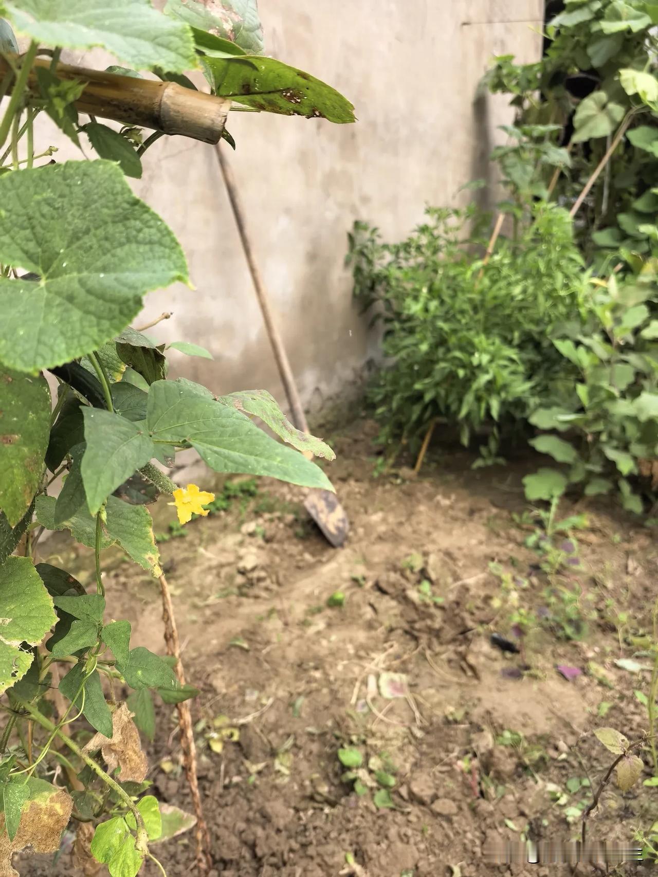 院子里的小菜园该收拾了，荆芥、红叶苋菜都已枯黄，除了保留一些种子之外，其他的全部
