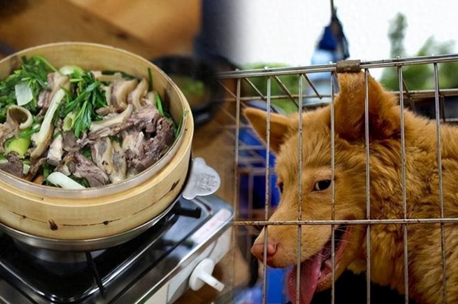韩国禁食狗肉：一纸禁令背后的代际鸿沟

韩国国会于2024年1月通过《禁食狗肉特