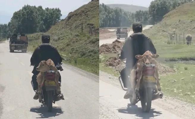 小牛悠閒趴在椅墊的畫面相當愜意。