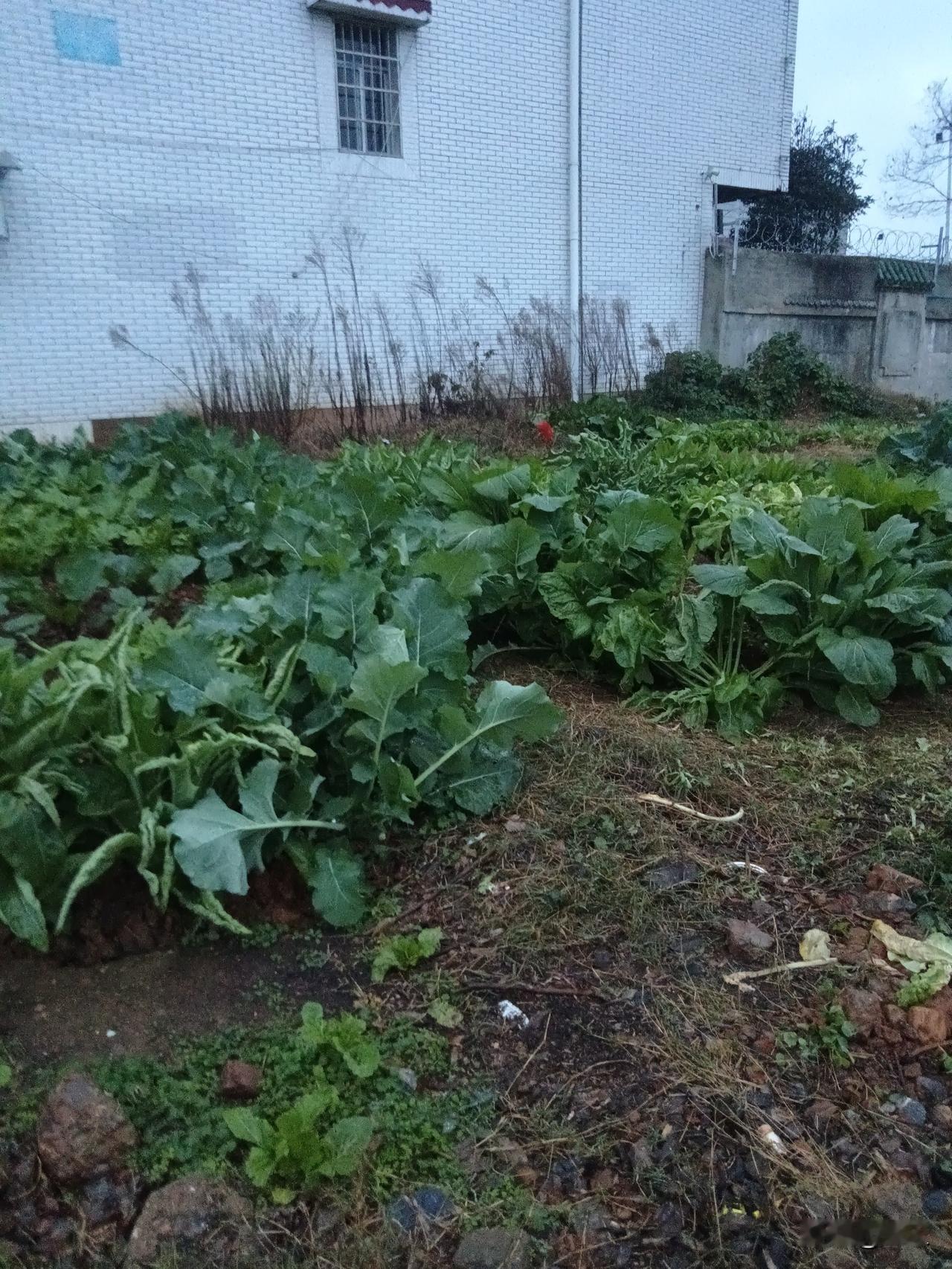 身康不惧风霜扰，家睦何愁岁月迢。
小愿皆如心上月，闲愁尽逐雨中蕉。
枝头芳蕊报春