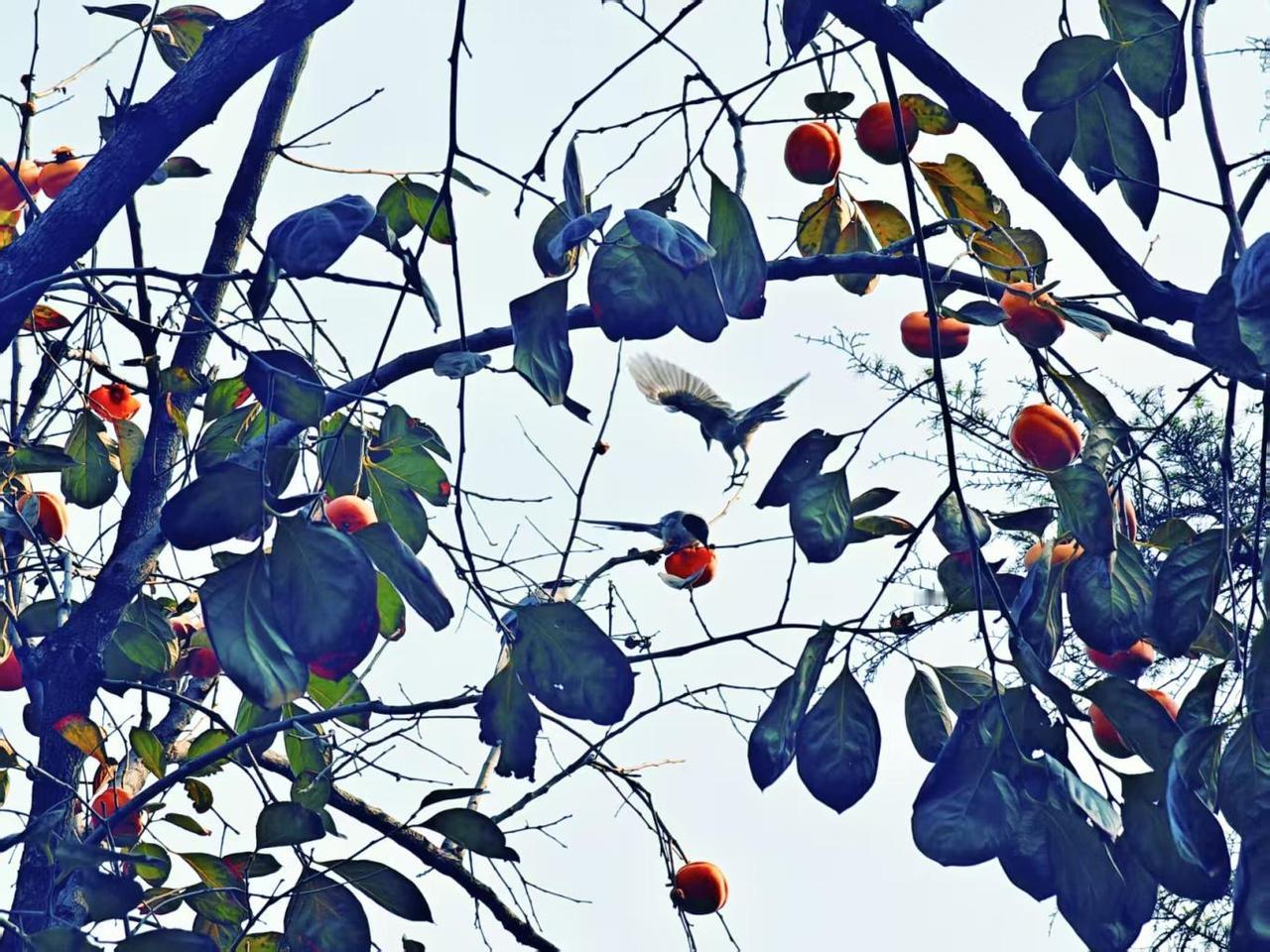 红柿垂露映晴空，
翠叶摇风戏飞鸟。
啄破秋光落灯笼，
七分秋意入画中。
——《柿