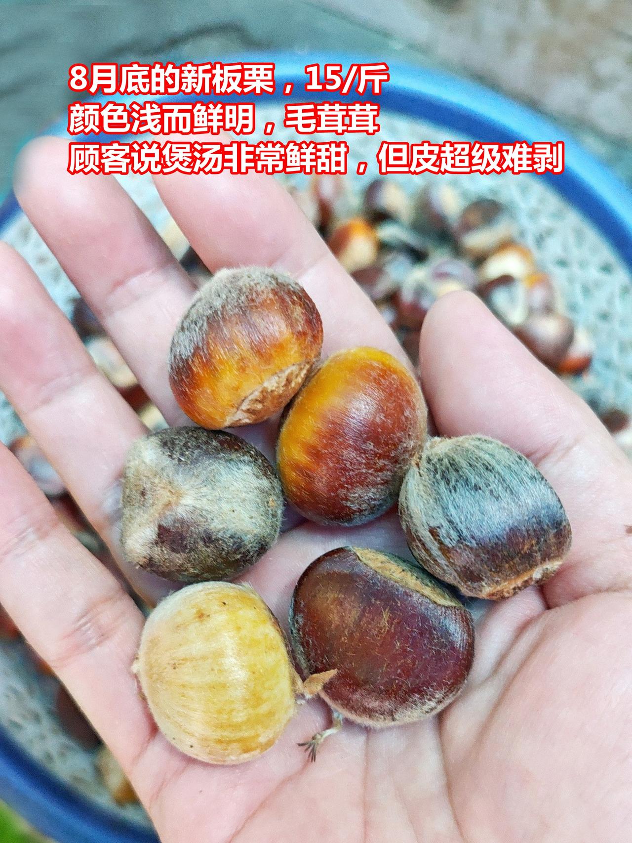 新栗色浅新鲜，冷库货色旧粗糙，不如冻栗仁

八月底，今天看到新出板栗了，（广东）