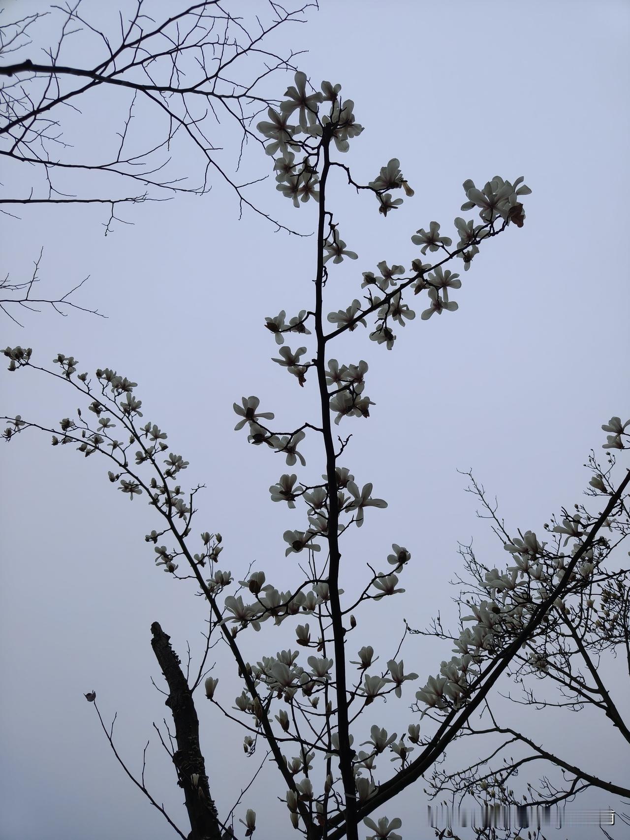 一大早，我和余晓陇同学在新余北湖公园的一片白玉兰花开的树下偶遇。
每天早上，新余