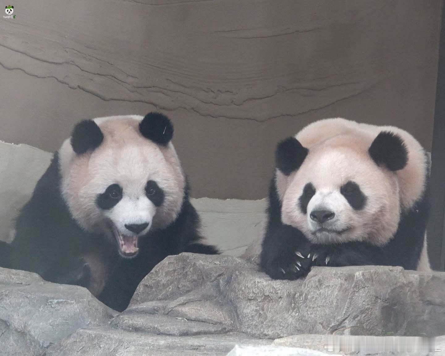 每天早起打卡早安安～ 