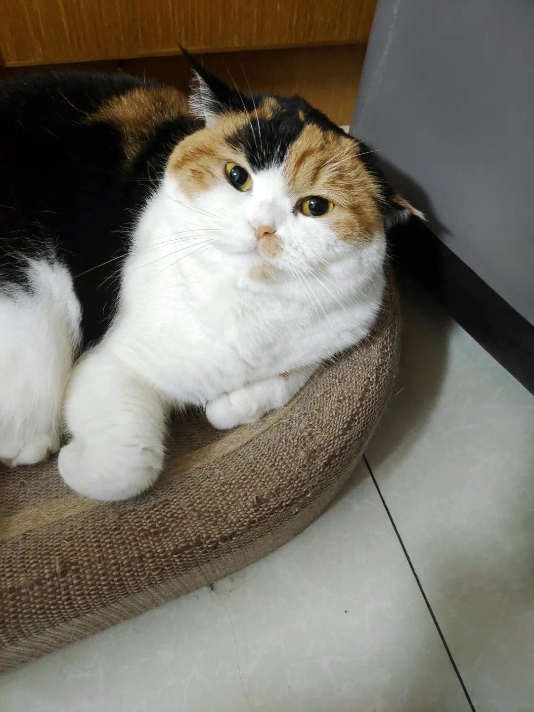 这面相一看就是一款很好欺负的小猫
