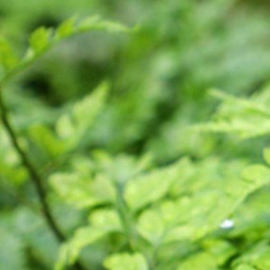 高山羊齿（小众蕨类，室内/庭院都可）种植方法1.土壤：腐叶土+珍珠岩，疏松透气，