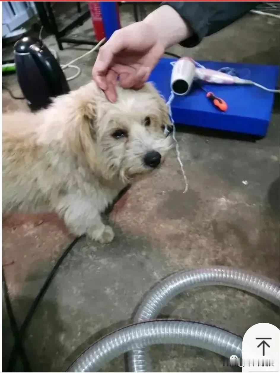 被抛弃一年的流浪小狗在大街上一眼就认出了主人，小狗满心欢喜走到他跟前摇尾巴，想主