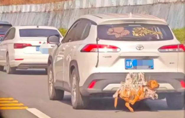 离谱又危险，别玩了！
2月22日15时许，江西上饶高速，17岁女生小羊拍到一只大