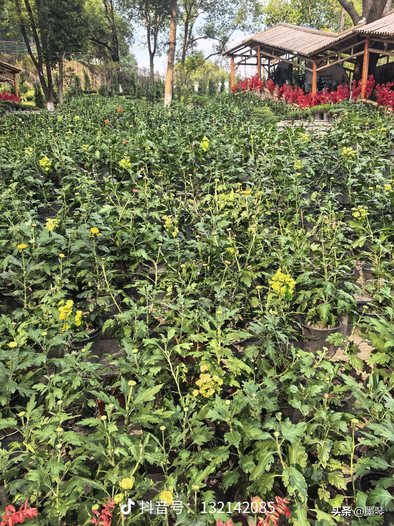 为什么很多夫妻老了还要打架？[抠鼻]

出去买的时候碰到邻居，闲聊的时候，听她说