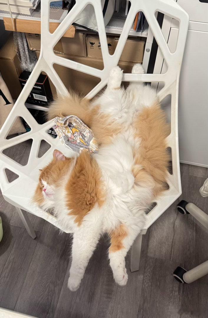 每日萌宠打卡萌宠销魂的睡姿！ 