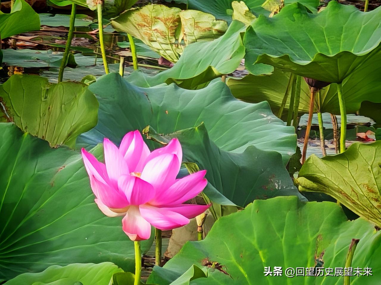 分享一张你拍的花，什么花都行