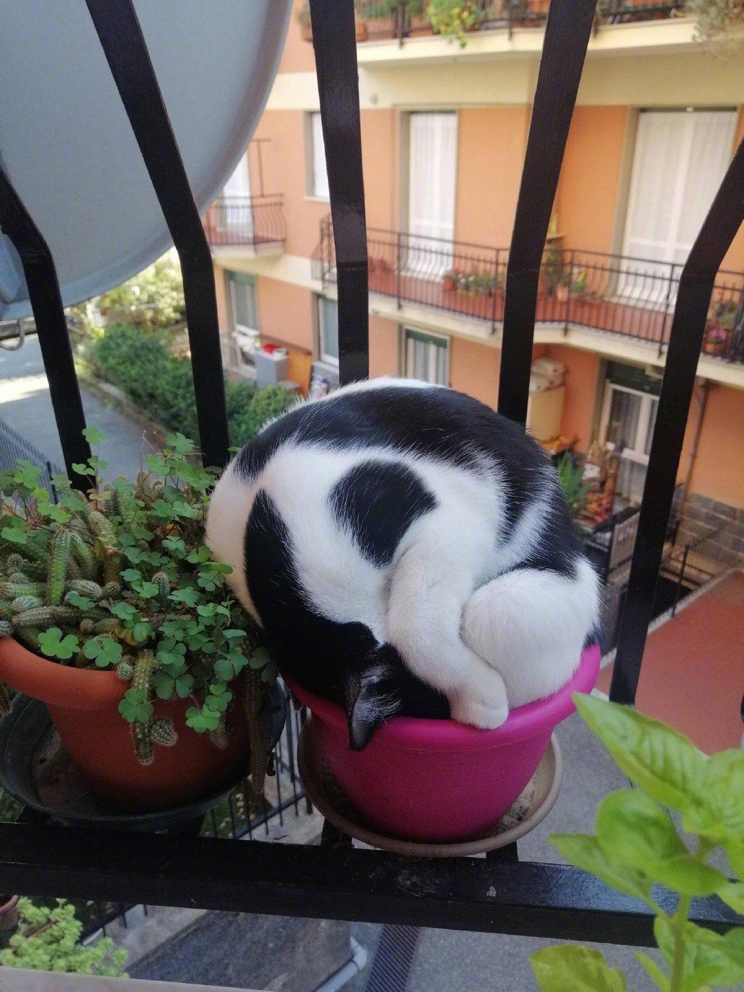 猫球状的盆栽...