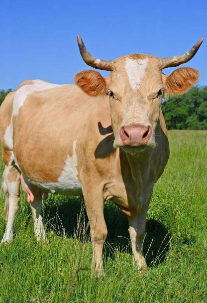 阿根廷为啥非得跑一万多公里，把牛肉便宜卖到中国？因为他们的牛肉，在阿根廷附近区域