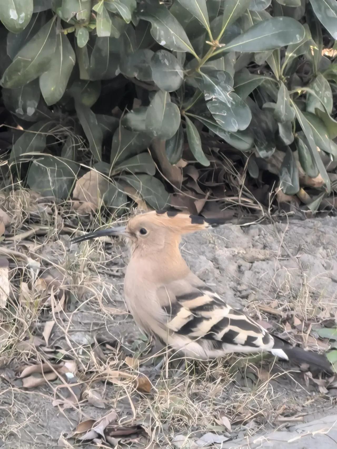 路边看到一只漂亮的鸟，胆子挺大，靠近它也不怕人，这是什么鸟？