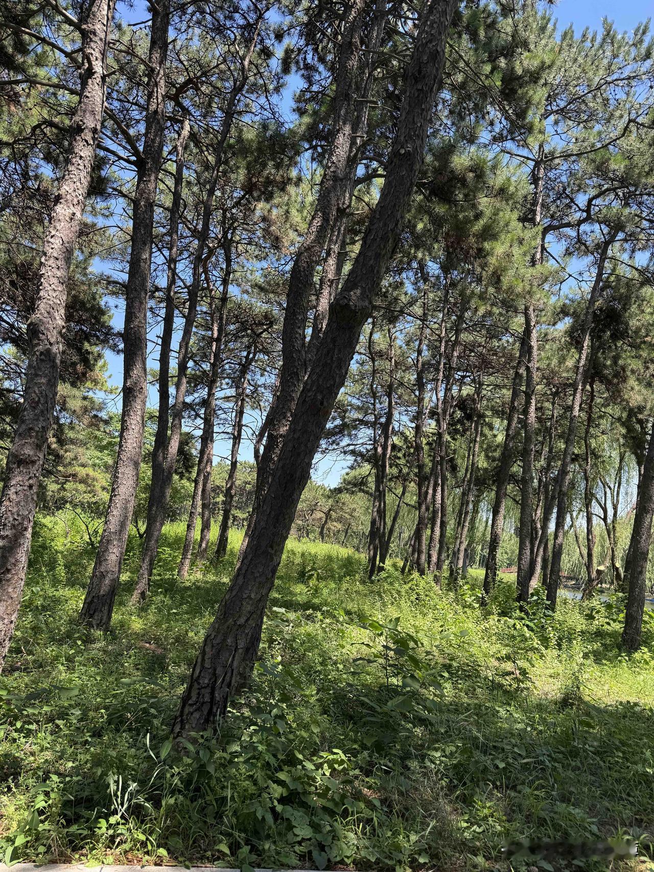 上次去圆明园没有找到圆明园遗址的残垣断壁。
今天再次去，还是没有找到。
门口有电