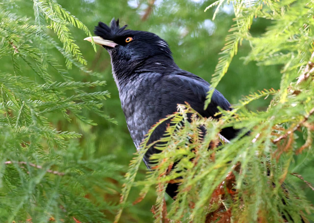 它被誉为鸟界语言大师！
曾经被做为笼中鸟观赏。现为国家“三有”动物。被誉为鸟类中